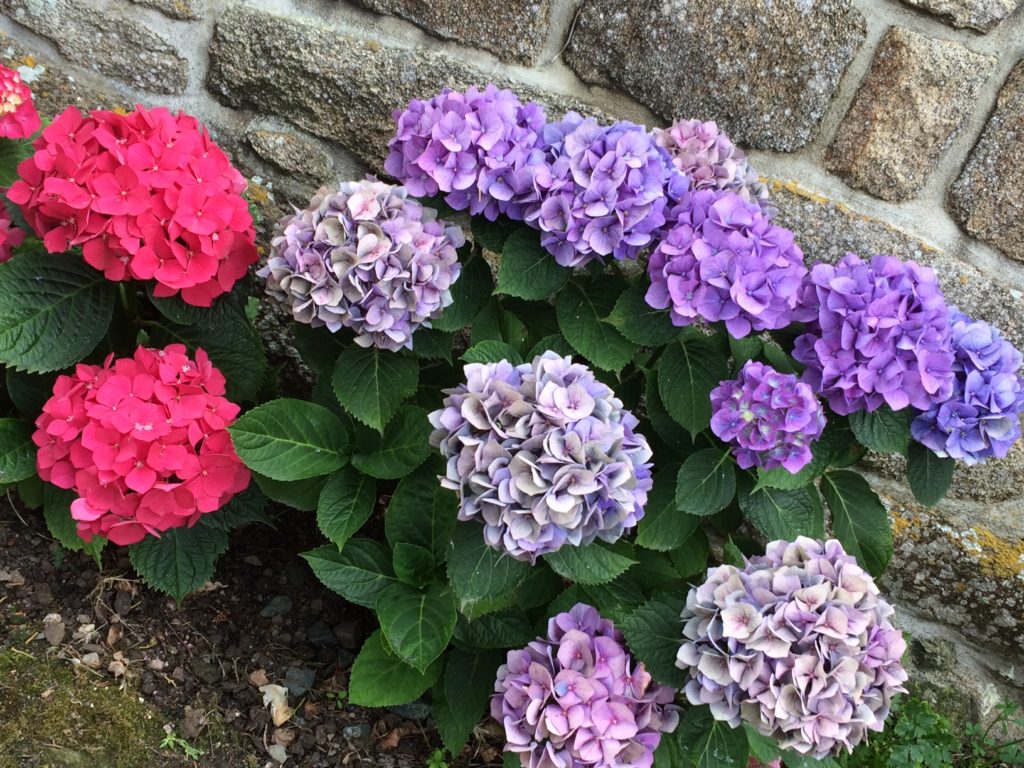 Les Papotis de Thalie-Hortensias