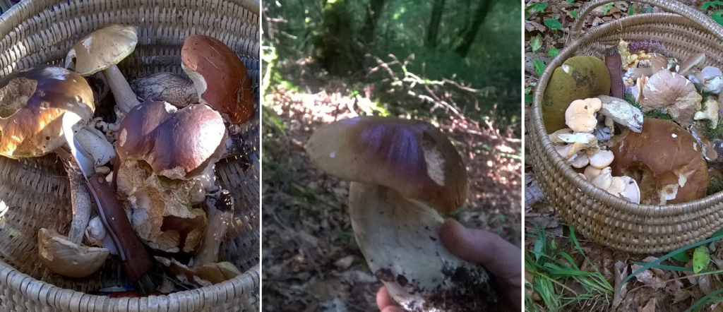 PDT-L'Hermine Blanche-Montage champignons-Les Papotis de Thalie