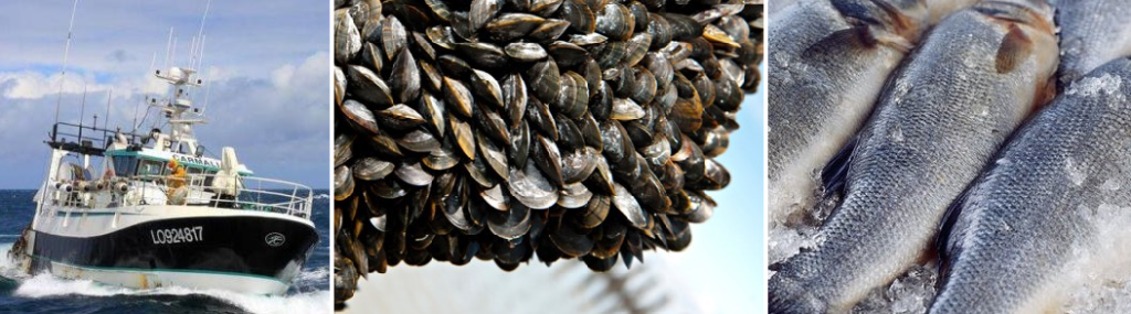 PDT-L'Hermine Blanche-Montage poissons-