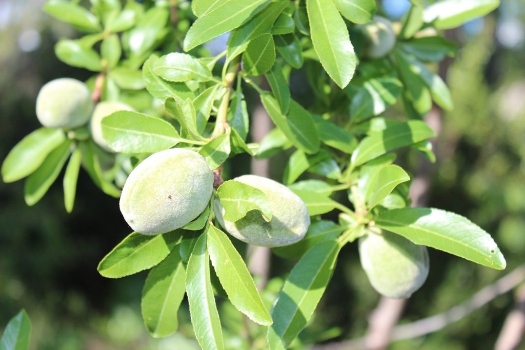 PDT-2018-Moulin Castelas-Les Baux de Provence-Les Papotis de Thalie