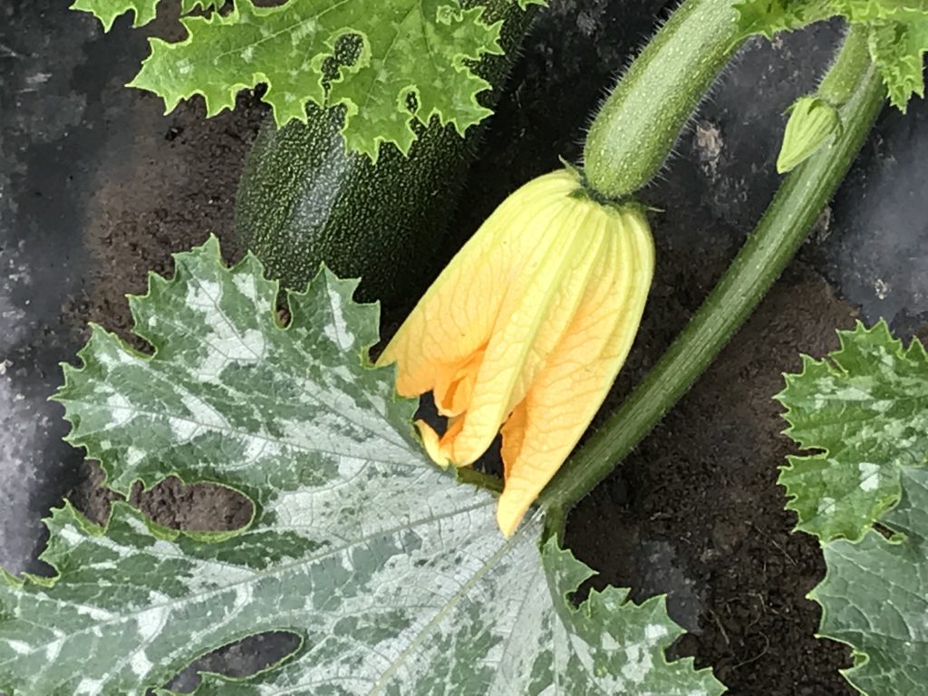 PDT-2018-La Fabrique du Potager. Fleur de courgette-Les Papotis de Thalie