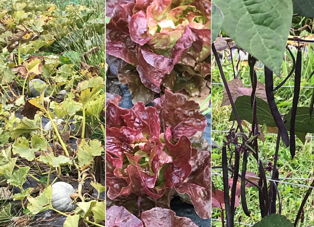 PDT-2018-La Fabrique du Potager-Citrouille-Salade rouge-Haricots violets-Les Papotis de Thalie