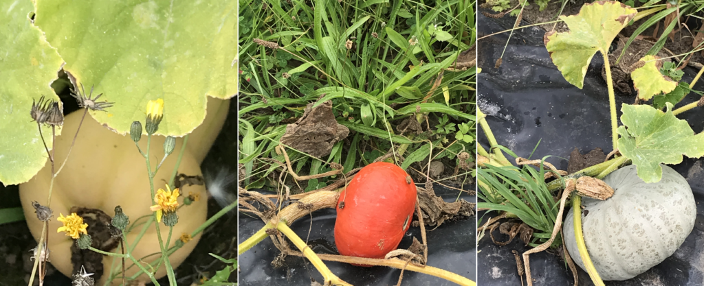 PDT-2018-La Fabrique du Potager-Citrouilles-3-Les papotis de Thalie