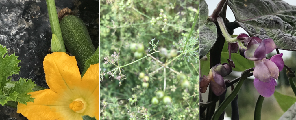 PDT-2018-La Fabrique du Potager-Fleurs de légumes-Les Papotis de Thalie
