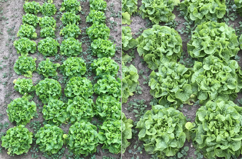 PDT-2018-La Fabrique du Potager-Salades vertes-Les Papotis de Thalie