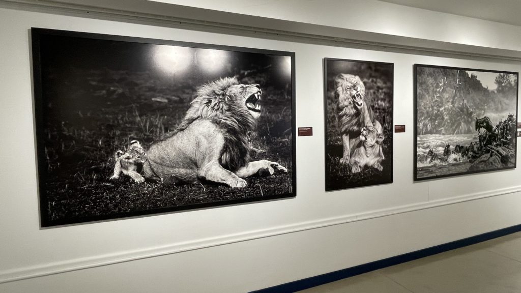 PDT-2025-Yann_Arthus-Bertrand-Lafrique_Les_Lions