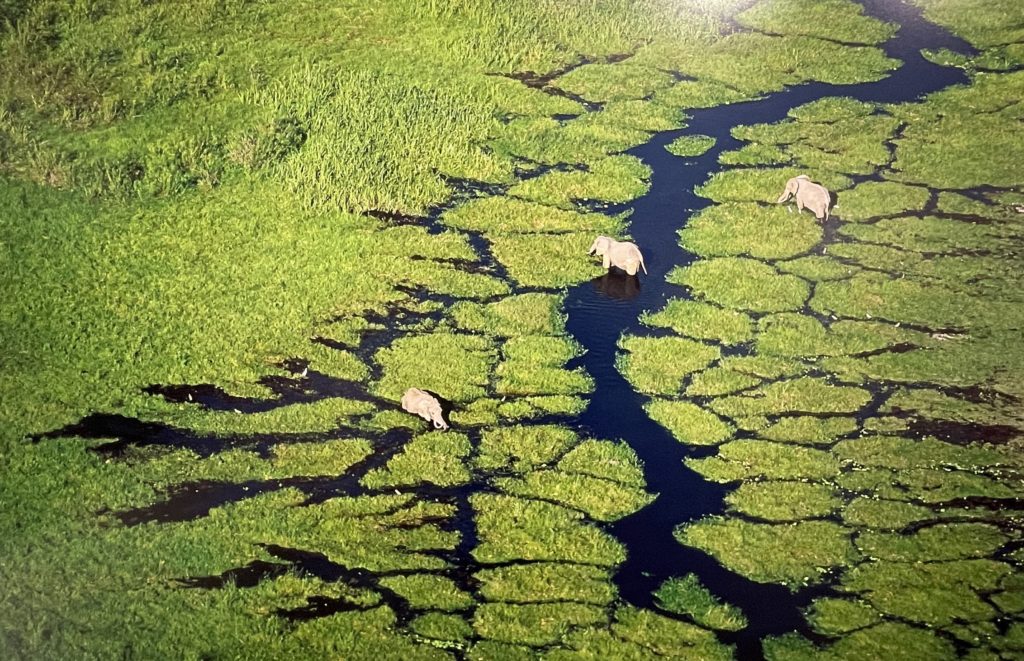PDT-2025-Yann_Arthus-Bertrand-La_terre_vue_du_ciel-Les_éléphants